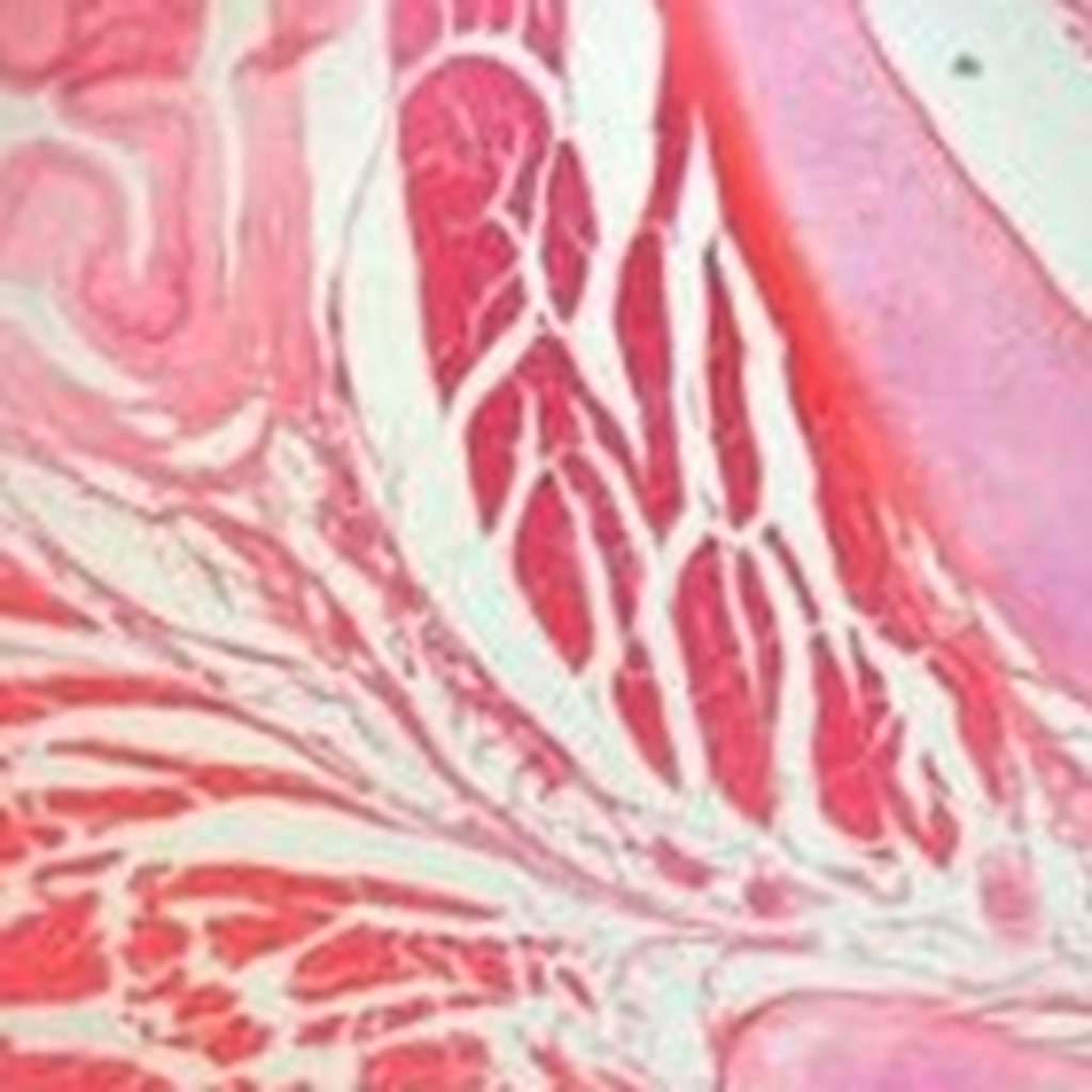 Tissue under microscope