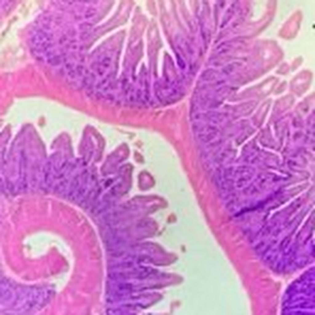 Tissue under microscope