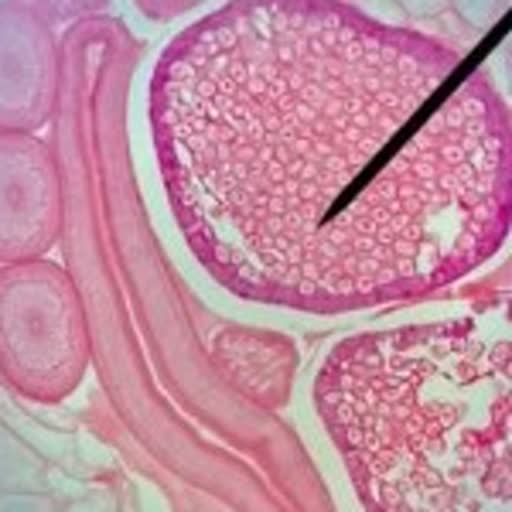 Tissue section under microscope