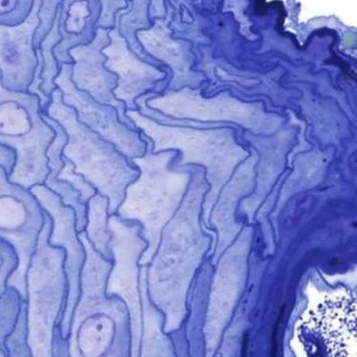 Blue stained tissue under microscope